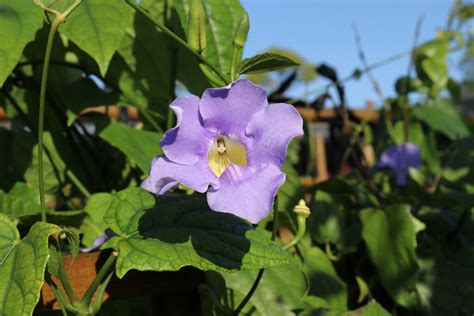 Best Flowering Vine Plants | Pinder's Nursery | Blog