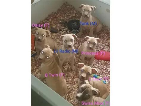 American Pit Bull Terriers For Sale In Newark Puppies For Sale Near Me