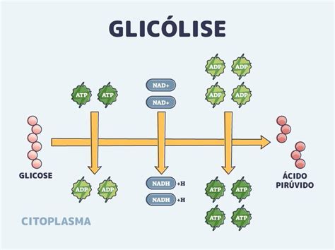 Glicolise É Um Processo Que Ocorre - Respiração celular: o que é, quais as etapas e entenda como é processo ...