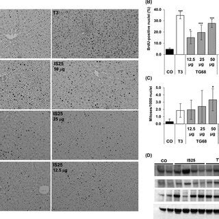 Hepatocyte Proliferation Induced By Tg And Is Is Not Associated