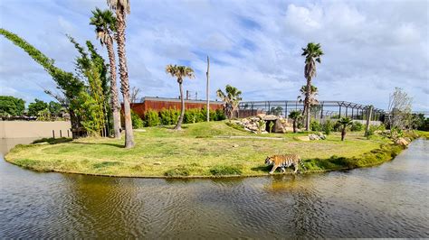 Sumatran tiger - ZooChat