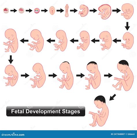 Fetal Development Stages Infographic Diagram Pregnancy Weeks Stock