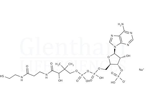 Coenzyme A Sodium Salt Hydrate CAS 55672 92 9 Glentham Life Sciences