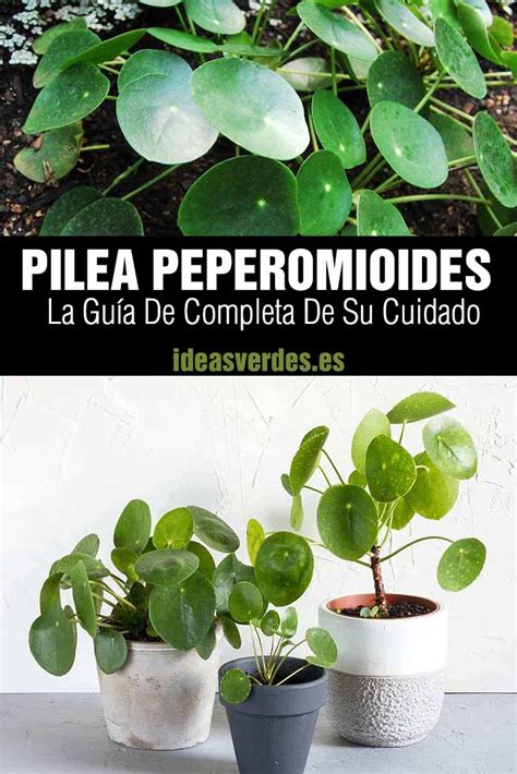 Pilea Peperomioides Cuidados Y Trucos Para La Planta China Del Dinero