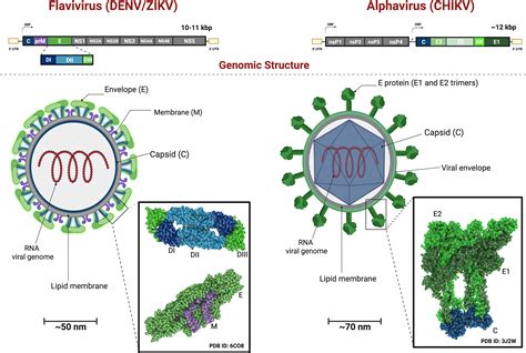 Frontiers Integrated Control Strategies For Dengue Zika And