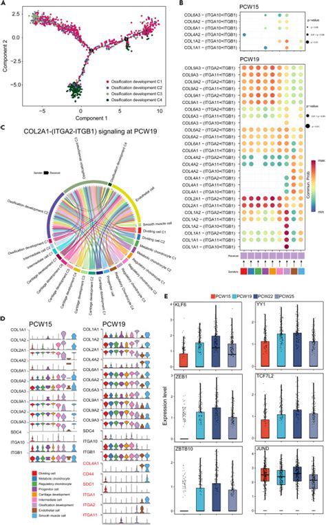 Temporal Transcriptome Features Identify Early Skeletal Commitment