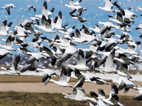 Snow Geese Migration: A Complete Guide | Birdfact