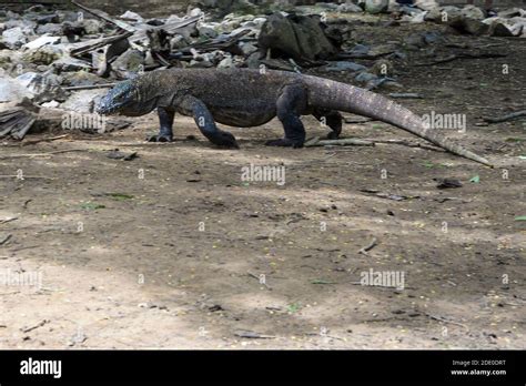 Komodo Dragon El Lagarto M S Grande Del Mundo Camina Sobre El Suelo