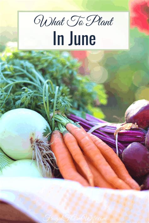 Vegetables To Plant In June Frugal Farm Wife