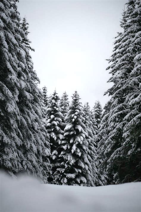 Download Black And White Hd Pine Trees Wallpaper