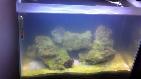 Fluval Reef Build PROBLEMS AFTER PROBLEMS 10 YouTube