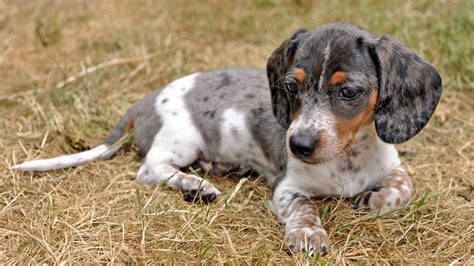 White Dachshunds: Everything You Need to Know - DuePet