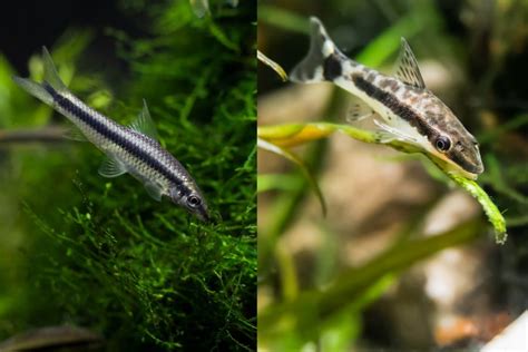 Siamese Algae Eater Vs Otocinclus The Key Differences Avid Aquarist