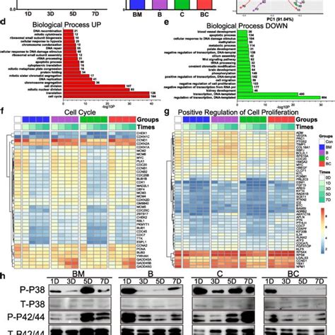 BFGF Promoted Cell Cycle Of MNRPCs By Stimulating G1 S And G2 M Phase