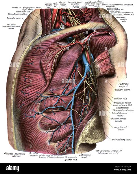 English An Anatomic Illustration From The Edition Of Sobotta S