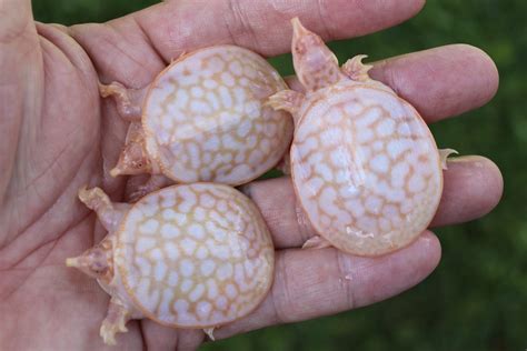 Albino Florida Softshell Turtle Albino Turtles