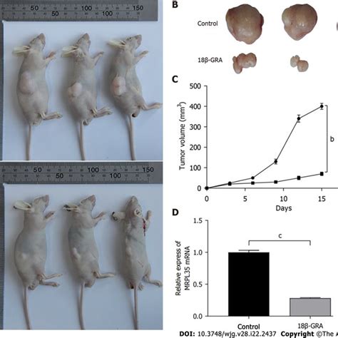 Effect Of Glycyrrhetinic Acid On Tumor Size In Nude Mice A Nude