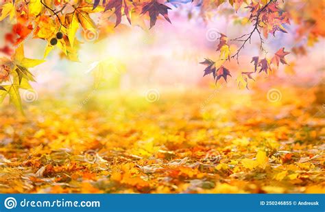 Orange Fall Leaves in Park, Golden Autumn Natural Background Stock Image - Image of natural ...