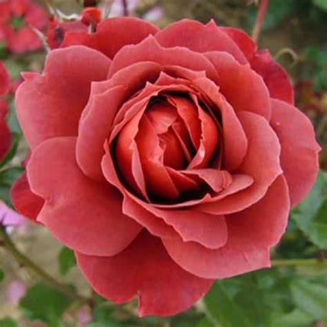 Роза Hot Chocolate Oakplants eu