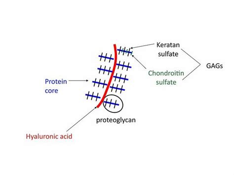 Proteoglycans Physiopedia