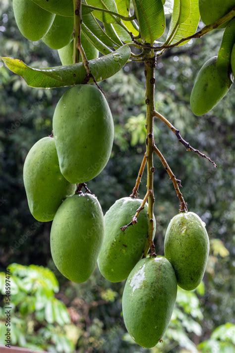 Qual O Nome Do Pé De Manga - Manga, mangueira, pé de manga, manga espada, Mangifera indica Stock ...