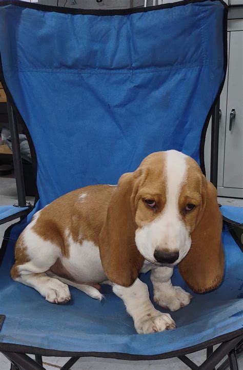 Bassett Puppies For Sale - Classified Ads - CouesWhitetail.com
