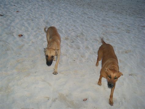 Are There Dogs And Cats In Aruba