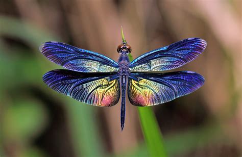 17 Dragonfly Facts for Kids to Impress Your Teachers – Facts For Kids