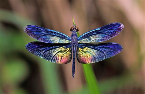 Dragonfly Wing Colors Driven By Climate And Sexual Selection