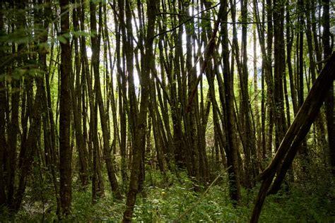 Ich Seh Den Wald Vor Lauter B Umen Nicht Waldvielfalt