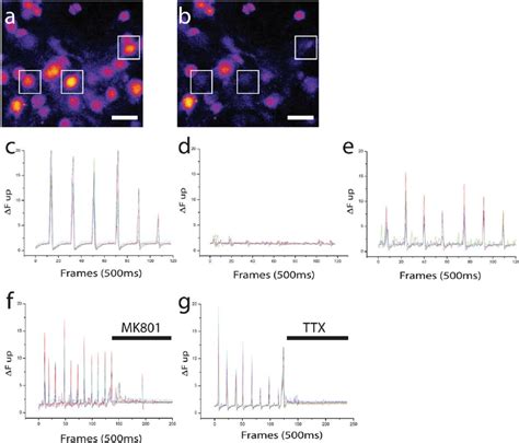 Striatal Neurons Acquire Slow Calcium Oscillation A And B Snapshot