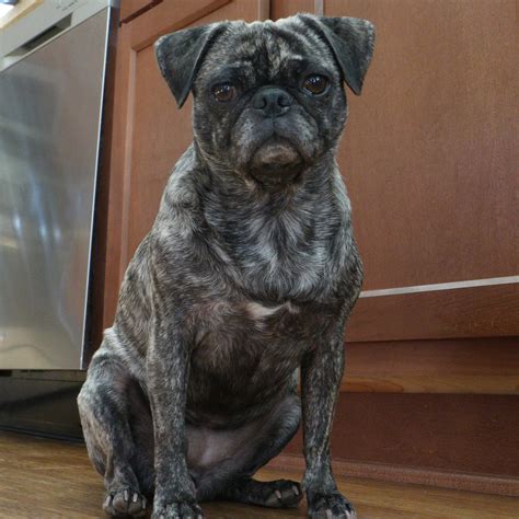 | Kooky Pugs