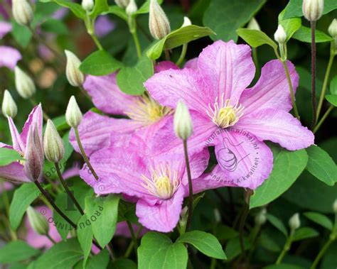 Clematis Patens Comtesse De Bouchaud Bosrank Vertrouwd Online Kopen