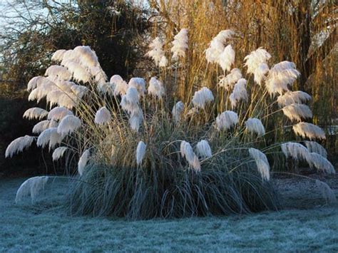 How To Grow Pampas Grass