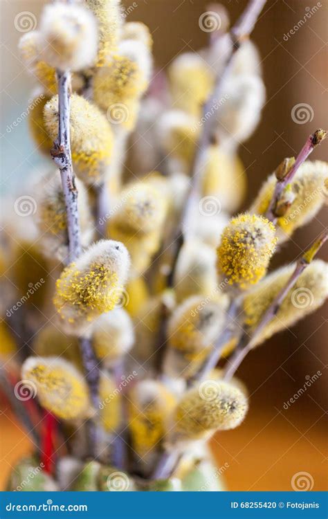 Spring Pussy Willow Stock Photo Image Of Space Holiday 68255420