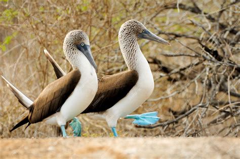 premium photo blue footed boobie bird
