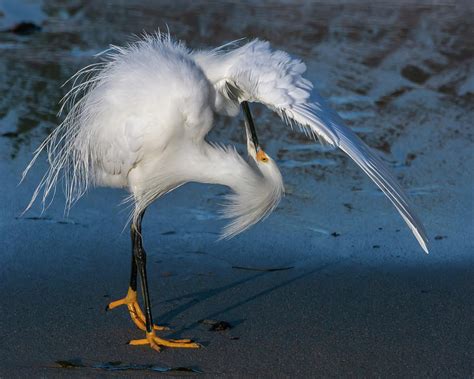 Egret Preens At Water S Edge Photograph By Bruce Frye Pixels