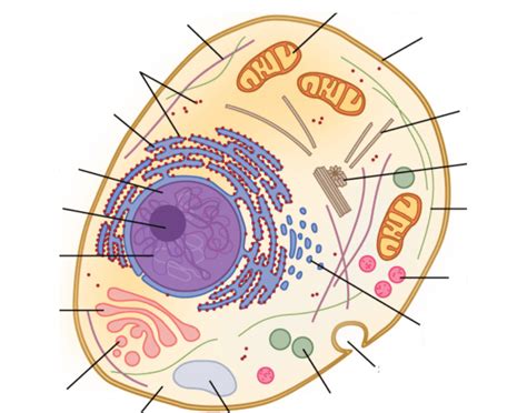 Components of a Cell Quiz