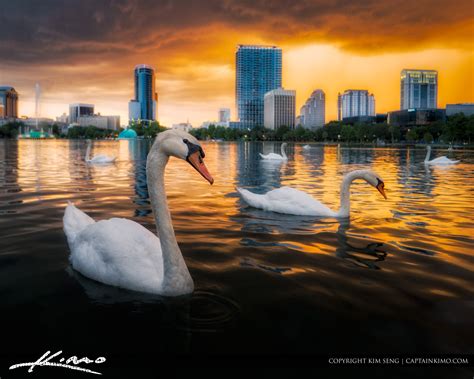 Swan at Lake Eola Park Orlando Sunset | HDR Photography by Captain Kimo