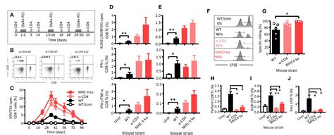 Figure 2 From Combined Photosensitization And Vaccination Enable Cd8 T