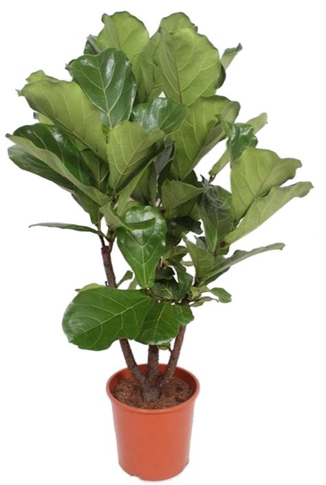 Ficus Lyrata Tabaksplant Cm Kopen Planten Nl