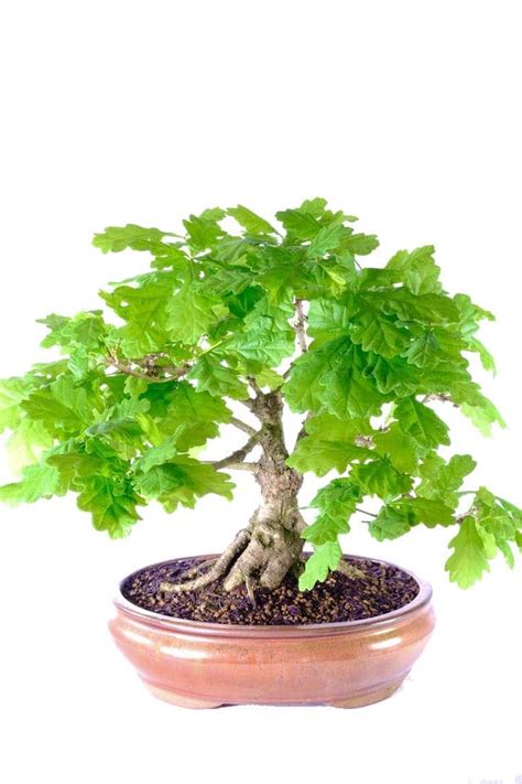 English Oak Bonsai A Captivating T Of Natural Beauty Uk