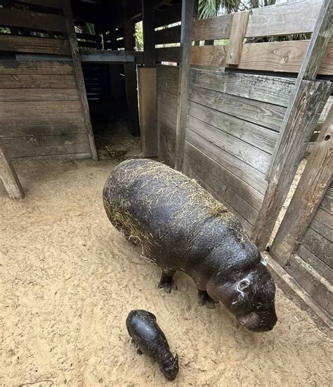 Hungry hungry Hippo: Endangered pygmy hippo calf born at Tampa zoo – WFTV