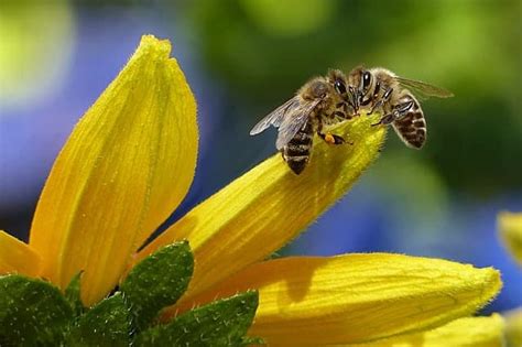 Using Diatomaceous Earth in the Garden - Turning the Clock Back