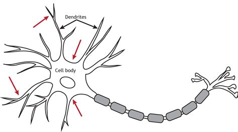 Neurotransmitter Action: G-Protein-Coupled Receptors – Foundations of ...