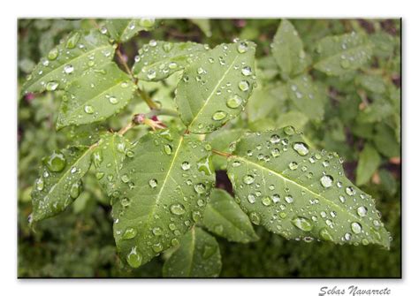 Instantes, fotos de Sebastián Navarrete: Llueve