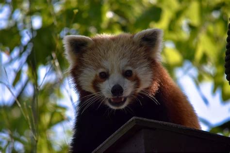 [OC] A Smiling Red Panda : redpandas