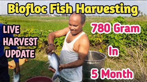 Biofloc Fish Harvesting In 5 Month Pangasius Fish Size 780 Gram