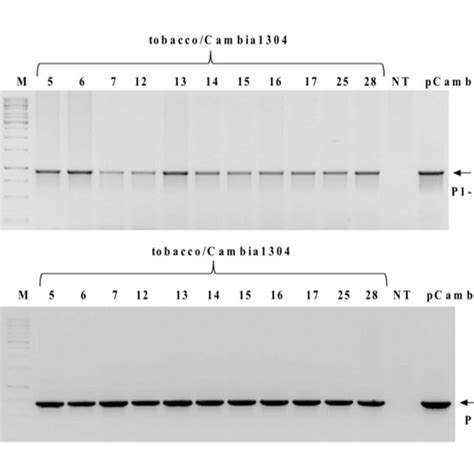 Photographs Of Ethidium Bromide Stained Agarose Gels With Pcr