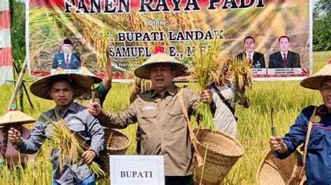 Panen Padi Raya Pj Bupati Samuel Harap Produksi Padi Di Landak Tetap